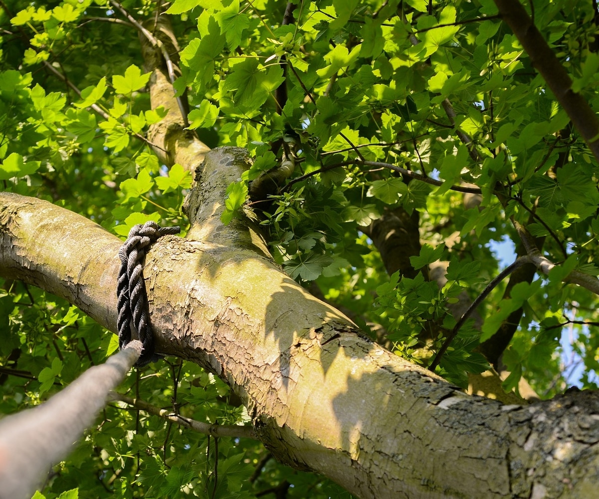 Service soins des arbres